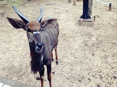 -清迈夜间动物园