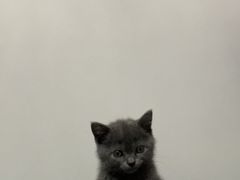 -梨花牛肉汤饭(仁恒伊势丹店)