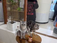 -共舞时光猫咖·狗咖(新街口店)