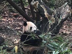 景点-成都大熊猫繁育研究基地