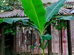 -呀路古热带植物园