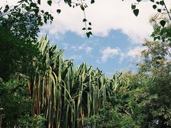 -瑞丽独树成林风景区
