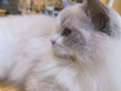 -藏猫猫咖啡主题馆(中央大道店)