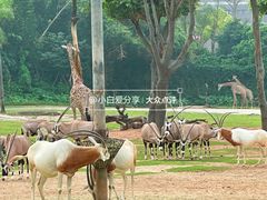 -广州长隆野生动物世界