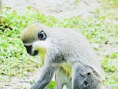 -上海野生动物园
