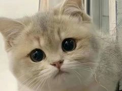 -欣宠猫屋·矮脚拿破仑·蓝金金渐层