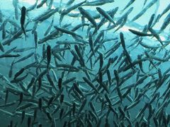 -西雅图水族馆