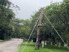 -番禺大夫山森林公园
