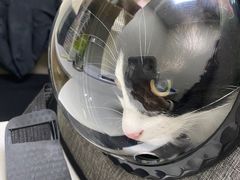 -爱佳宠物中心医院24H·CT·骨外科·猫专科(瑶海万达店)