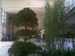 大厅里的植物-顺鑫绿色度假村