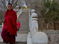 -塔尔寺-菩提树