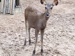 -清迈夜间动物园