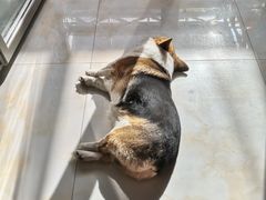 -宠福鑫康馨动物医院·骨科·眼科