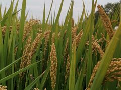 -串门邻居串串火锅(云南南路店)