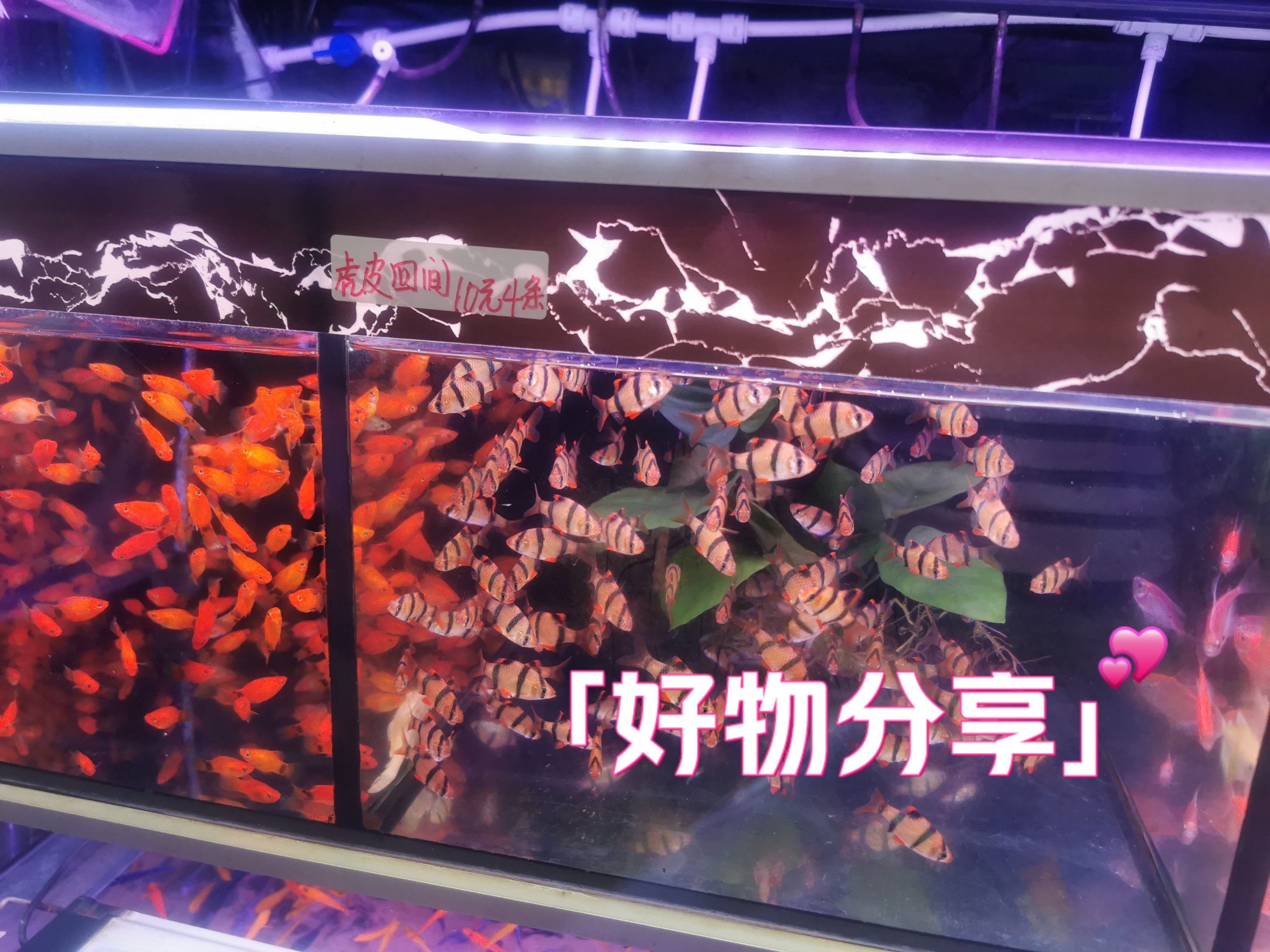 集拼图记生活 花地湾的花鸟鱼虫市场搬去