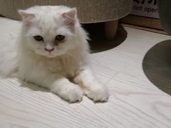 -猫和宫(六道口店)