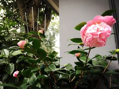 -采蝶轩(明珠商业广场店)