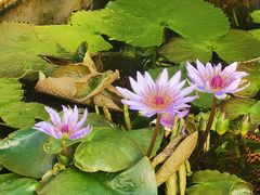 -国家植物园南园