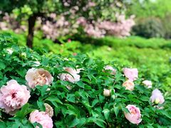 -洛阳市隋唐城遗址植物园