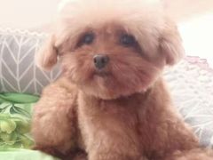 -北京恒爱动物医院(清景园分院)