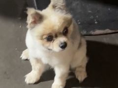 -猫宠乐园·专业洗护