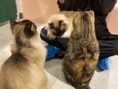 -猫儿山۰猫主题餐厅