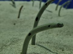 -上海海洋水族馆