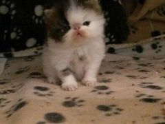 android_upload_pic-爱宠屋pet shop·宠物洗澡·宠物美容