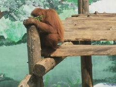 -西霞口神雕山野生动物世界