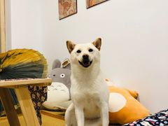 -柴迷FANS CLUB·柴犬狗咖·猫咖