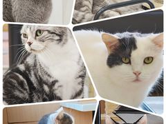 -喵园·猫主题咖啡厅·撸猫·猫咖(国贸店)