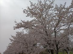 -天王浮山樱花园