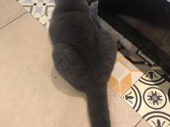 -more than meow吴止猫主题餐厅(承德 中船汇店)