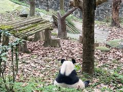 -都江堰中华大熊猫苑