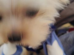 -美联众合动物医院·24h转诊中心