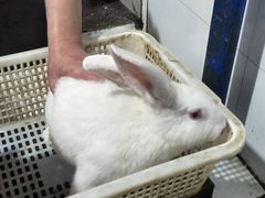 -东吴霸王兔(松青路店)
