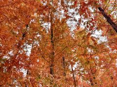 -白鹭湾湿地公园