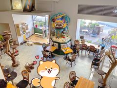 -more than meow吴止猫主题餐厅(承德 中船汇店)