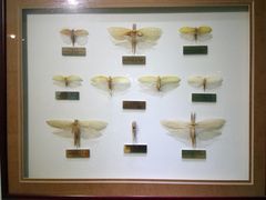 -上海昆虫博物馆