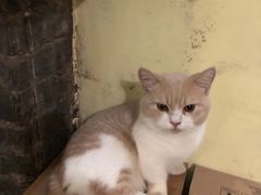 -猫色咖啡·猫咖
