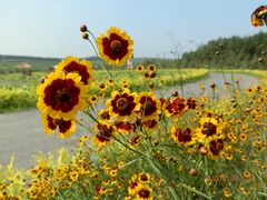 花枝招展-北纬44度·金珠花海休闲农业旅游景区