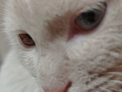 -A猫a狗全科·犬猫异宠·芥西宠物医院(南开总院)