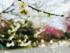 -花开海上生态园