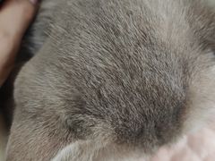 -宠爱国际动物医院· 猫科· 外科·中兽医(长白店)