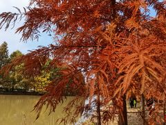 -上海海湾国家森林公园