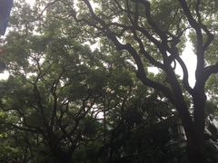 -九龙公园