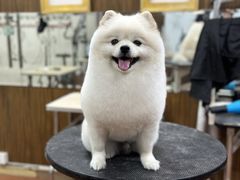 -鑫艺宠物美容培训学校