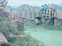 景点-成都大熊猫繁育研究基地
