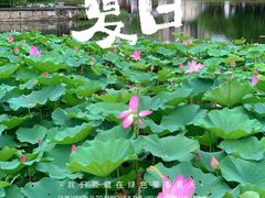 -和平公园