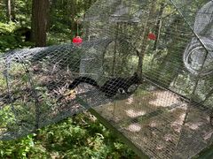 -五营红松林海景区